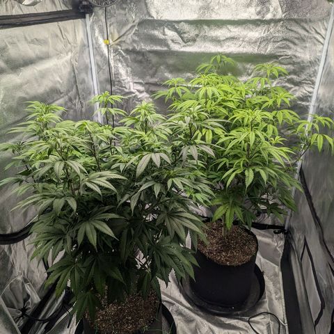 Lemon Cherry Gelato x Black Velvet #1 growlog timeline photo