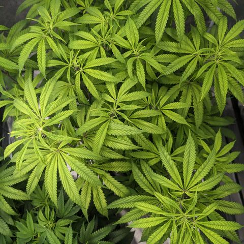 Lemon Cherry Gelato x Black Velvet #1 growlog timeline photo