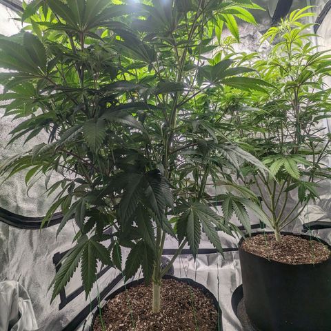 Lemon Cherry Gelato x Black Velvet #1 growlog timeline photo