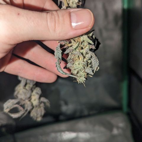 Apple Candies growlog timeline photo