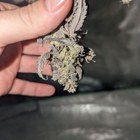 Apple Candies growlog timeline photo