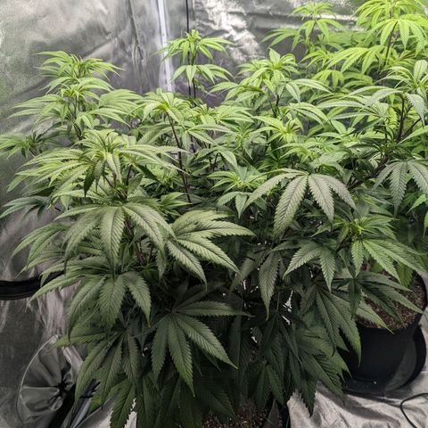 Lemon Cherry Gelato x Black Velvet #1 growlog timeline photo