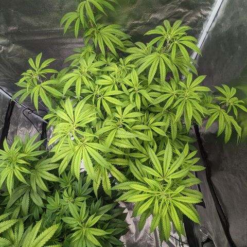 Lemon Cherry Gelato x Black Velvet #1 growlog timeline photo