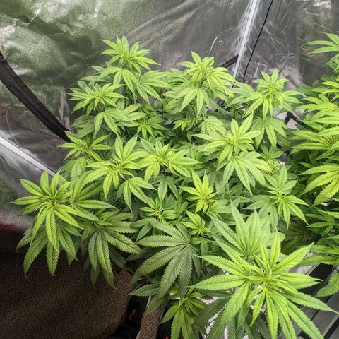 Lemon Cherry Gelato x Black Velvet #1 growlog timeline photo