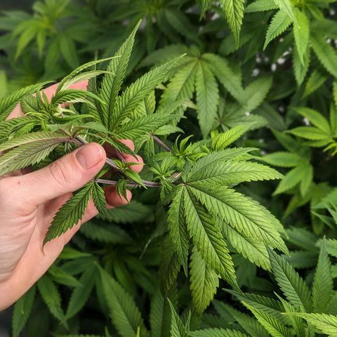 Lemon Cherry Gelato x Black Velvet #1 growlog timeline photo