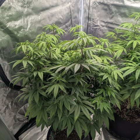 Lemon Cherry Gelato x Black Velvet #1 growlog photo: Nutrients (low dose) flipped to flower