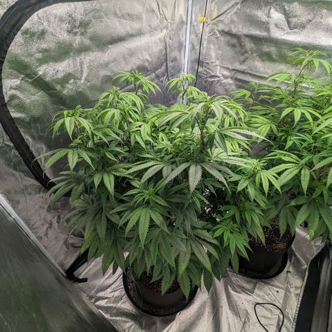 Lemon Cherry Gelato x Black Velvet #1 growlog photo: Nutrients (low dose) flipped to flower