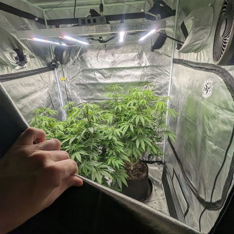 Lemon Cherry Gelato x Black Velvet #1 growlog photo: Nutrients (low dose) flipped to flower