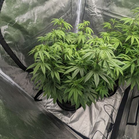 Lemon Cherry Gelato x Black Velvet #1 growlog photo: Nutrients (low dose) flipped to flower
