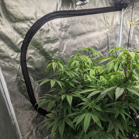 Lemon Cherry Gelato x Black Velvet #1 growlog photo: Nutrients (low dose) flipped to flower