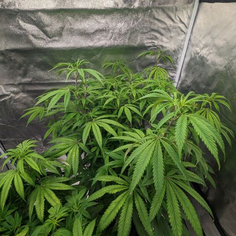 Lemon Cherry Gelato x Black Velvet #1 growlog photo: Nutrients (low dose) flipped to flower
