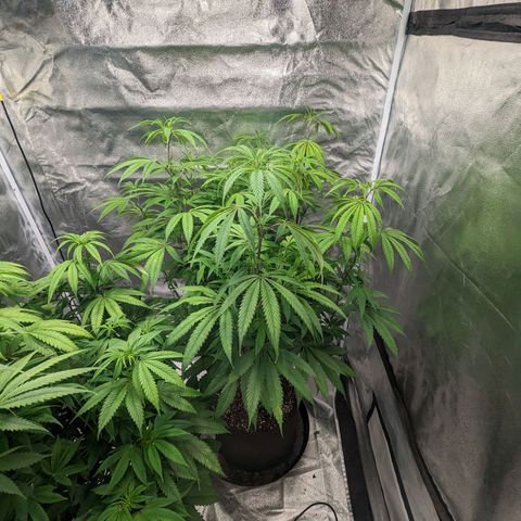 Lemon Cherry Gelato x Black Velvet #1 growlog photo: Nutrients (low dose) flipped to flower