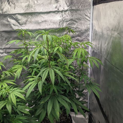 Lemon Cherry Gelato x Black Velvet #1 growlog photo: Nutrients (low dose) flipped to flower