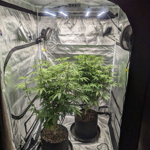 Lemon Cherry Gelato x Black Velvet #1 growlog timeline photo
