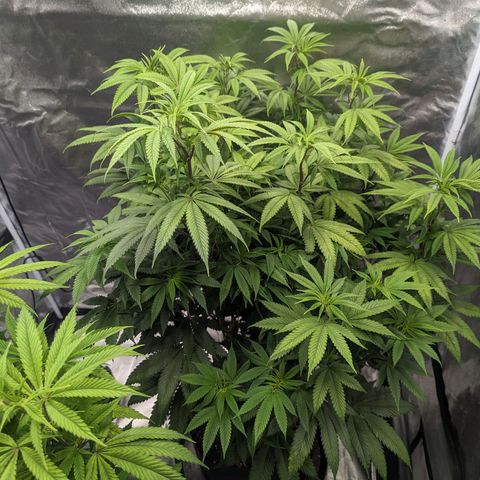 Lemon Cherry Gelato x Black Velvet #1 growlog timeline photo