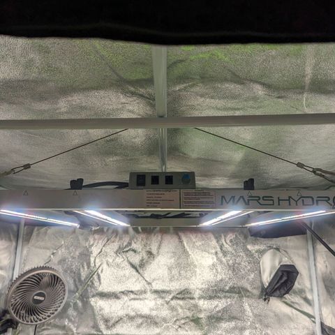 Lemon Cherry Gelato x Black Velvet #1 growlog timeline photo