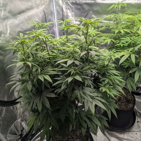Lemon Cherry Gelato x Black Velvet #1 growlog timeline photo