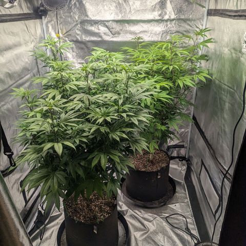Lemon Cherry Gelato x Black Velvet #1 growlog timeline photo