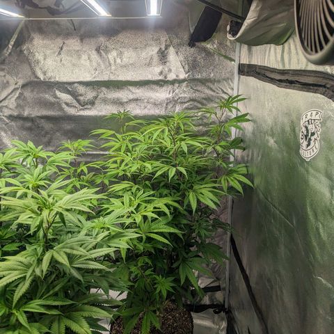 Lemon Cherry Gelato x Black Velvet #1 growlog timeline photo