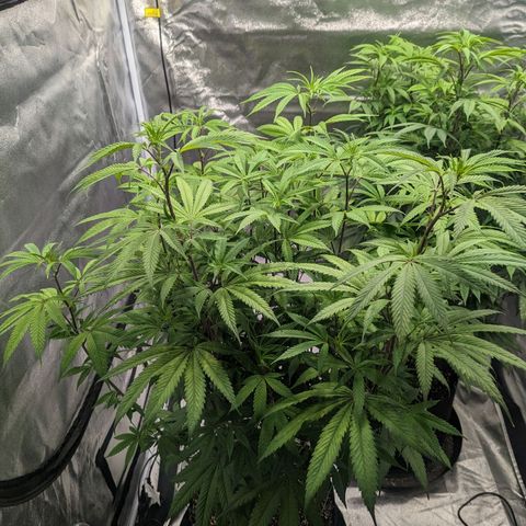 Lemon Cherry Gelato x Black Velvet #1 growlog timeline photo