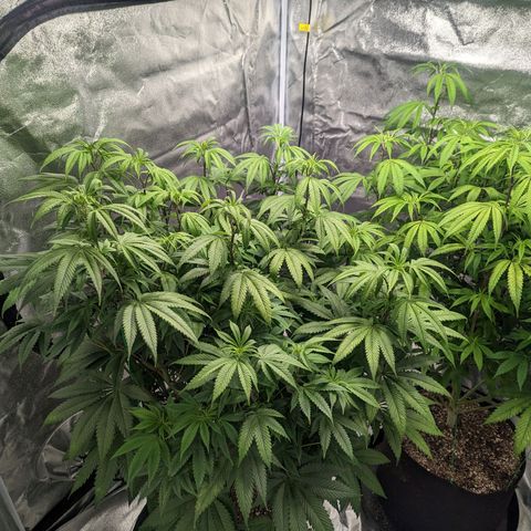 Lemon Cherry Gelato x Black Velvet #1 growlog timeline photo