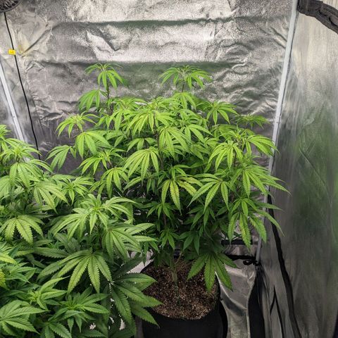 Lemon Cherry Gelato x Black Velvet #1 growlog timeline photo
