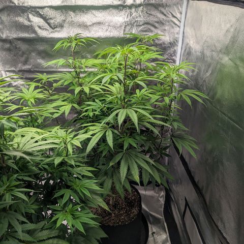 Lemon Cherry Gelato x Black Velvet #1 growlog timeline photo