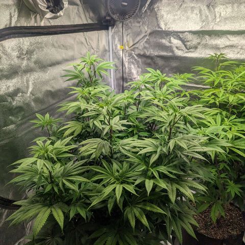 Lemon Cherry Gelato x Black Velvet #1 growlog timeline photo