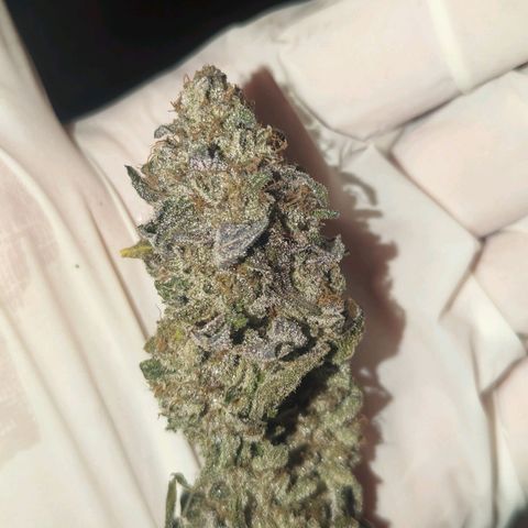 Apple Candies growlog timeline photo
