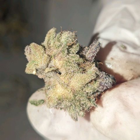 Apple Candies growlog timeline photo