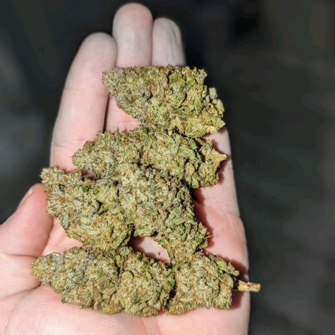 Apple Candies growlog timeline photo