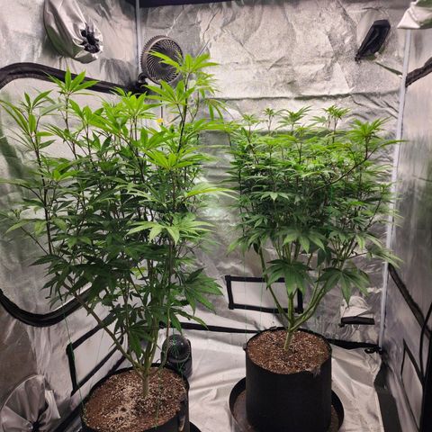 Lemon Cherry Gelato x Black Velvet #1 growlog timeline photo