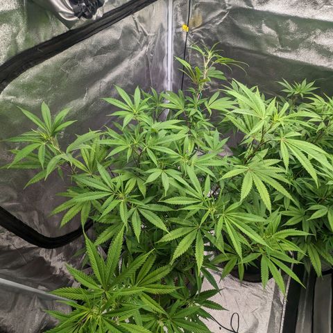 Lemon Cherry Gelato x Black Velvet #1 growlog photo: Defoliation of stressed plant