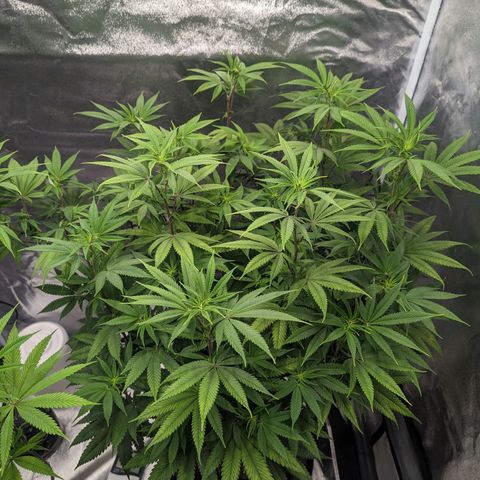 Lemon Cherry Gelato x Black Velvet #1 growlog photo: Defoliation of stressed plant