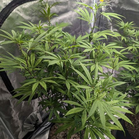 Lemon Cherry Gelato x Black Velvet #1 growlog photo: Defoliation of stressed plant