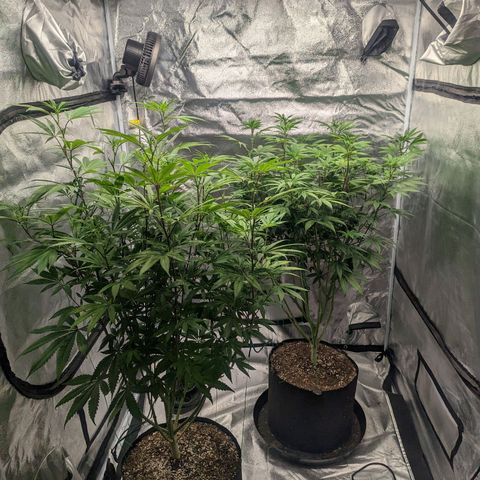 Lemon Cherry Gelato x Black Velvet #1 growlog photo: Defoliation of stressed plant