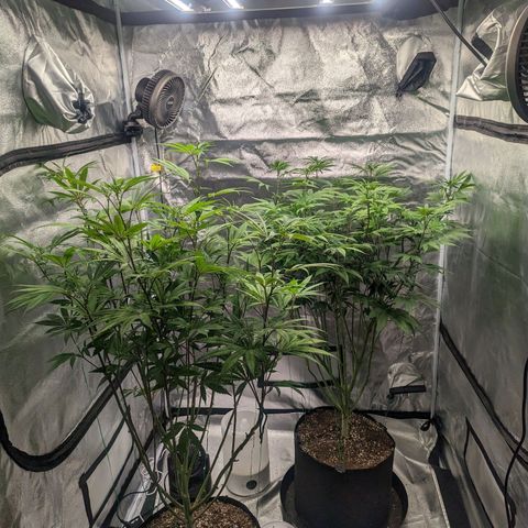 Lemon Cherry Gelato x Black Velvet #1 growlog photo: Defoliation of stressed plant
