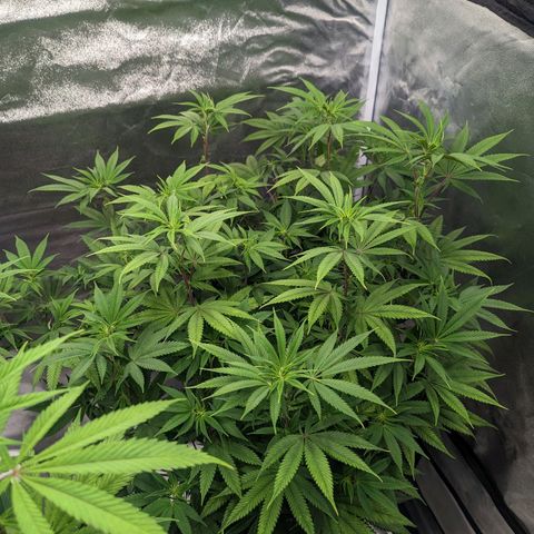 Lemon Cherry Gelato x Black Velvet #1 growlog photo: Defoliation of stressed plant