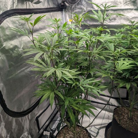 Lemon Cherry Gelato x Black Velvet #1 growlog photo: Defoliation of stressed plant