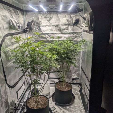 Lemon Cherry Gelato x Black Velvet #1 growlog photo: Defoliation of stressed plant