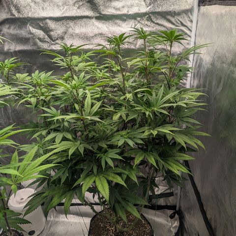 Lemon Cherry Gelato x Black Velvet #1 growlog photo: Defoliation of stressed plant