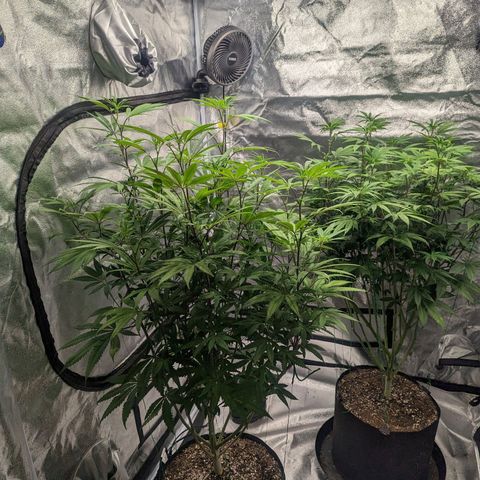 Lemon Cherry Gelato x Black Velvet #1 growlog photo: Defoliation of stressed plant