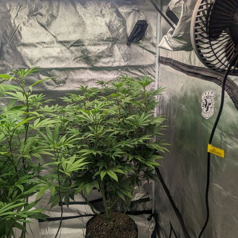 Lemon Cherry Gelato x Black Velvet #1 growlog timeline photo