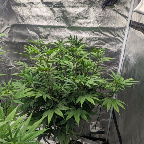Lemon Cherry Gelato x Black Velvet #1 growlog timeline photo