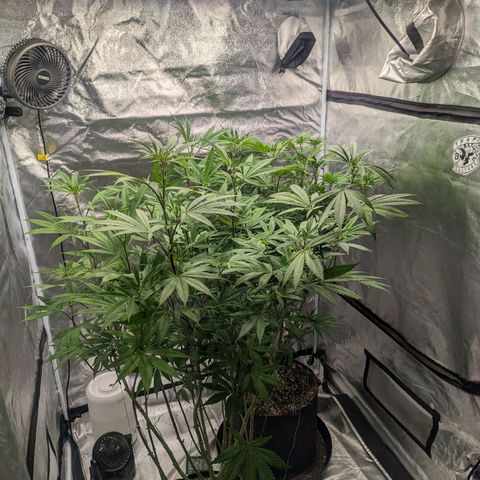 Lemon Cherry Gelato x Black Velvet #1 growlog timeline photo