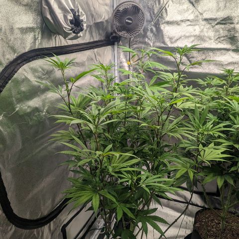 Lemon Cherry Gelato x Black Velvet #1 growlog timeline photo