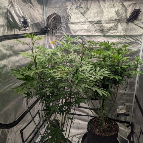 Lemon Cherry Gelato x Black Velvet #1 growlog timeline photo