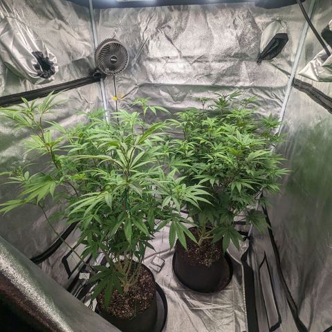 Lemon Cherry Gelato x Black Velvet #1 growlog photo: 10ml per gal, very low dose during transition.