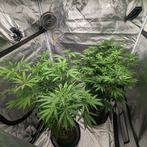 Lemon Cherry Gelato x Black Velvet #1 growlog photo: 10ml per gal, very low dose during transition.