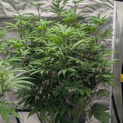 Lemon Cherry Gelato x Black Velvet #1 growlog photo: 10ml per gal, very low dose during transition.